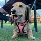 Best Pet Supplies Voyager Step-in Air All Weather Mesh Harness and Reflective Dog 5ft Leash Combo with Neoprene Handle, for Small, Medium and Large Breed Puppies - Pink Base, Large