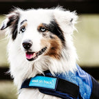 Back on Track Cool on Track Cooling Dog Coat (XS, 25cm / 9-10.5")