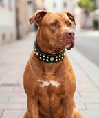 Genuine Leather Dog Collar 2.2 in Wide for Large Dogs Heavy Duty, BK-GD-S | Handcrafted,Stainless Steel Buckle and Alloy Studded,Soft Padded,Fashionable Daily Wear for Large Giant Breed,16.5-20.5 in