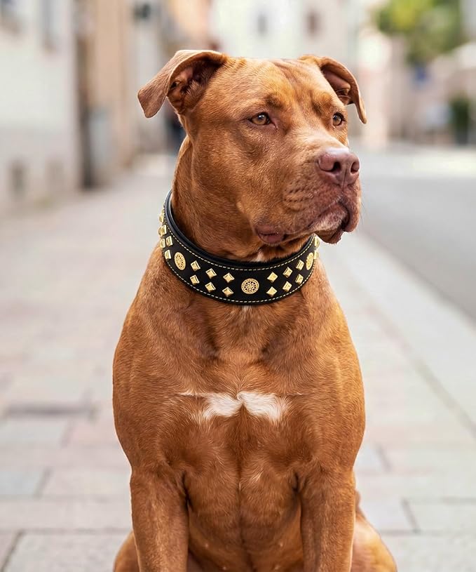 Genuine Leather Dog Collar 2.2 in Wide for Large Dogs Heavy Duty, BK-GD-L | Handcrafted,Stainless Steel Buckle and Alloy Studded,Soft Padded,Fashionable Daily Wear for Large Giant Breed,22.5-26.5 in