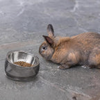 Felli Oblik 15° Tilted Small Animal Bowls for Pet Food & Water 6 oz Stainless Steel Dish Removable, Slanted Metal Plate Feeder for Kitten Puppy Rabbit Bunny Guinchilla Pig (0.75 Cups, Smoky)