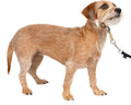 PetSafe Gentle Leader No Pull Dog Headcollar, Fawn, Small | Veterinary Behaviorist-Designed No-Pull Headcollar Redirects Pulling Instinct, Padded Neoprene Nose Loop, Quick-Snap Fit