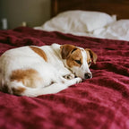 gogobunny Waterproof Bed Blanket, Reversible Sherpa Fleece Throw Blanket for Dog Puppy Cat, Furniture Cover Protects Bed Couch Sofa from Liquid Pee and Pet Fur (Romantic Red, 60x80 inches)