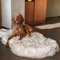 Faux Fur Orthopedic Dog Bed, Memory Foam, White w/Brown Tips 60"x35" | Plush Washable Dog Rug with Waterproof Machine Washable Cover, Calming for Anxious Senior Dogs, Relieves Joints
