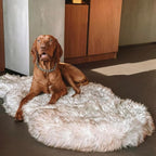 Faux Fur Orthopedic Dog Bed, Memory Foam, White w/Brown Tips 60"x35" | Plush Washable Dog Rug with Waterproof Machine Washable Cover, Calming for Anxious Senior Dogs, Relieves Joints
