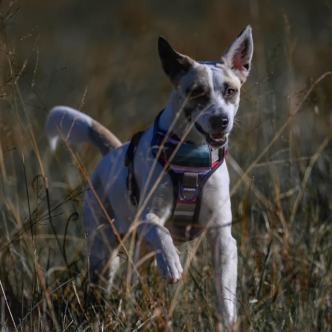 Embark Adventure XL Dog Harness – No-Pull, Reflective Trim, Military-Grade Nylon, 2 Leash Clips with Gel-Lined Handle, Soft & Padded