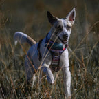 Embark Adventure XL Dog Harness – No-Pull, Reflective Trim, Military-Grade Nylon, 2 Leash Clips with Gel-Lined Handle, Soft & Padded