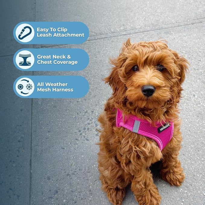 Best Pet Supplies Voyager Step-in Air All Weather Mesh Harness and Reflective Dog 5ft Leash Combo with Neoprene Handle, for Small, Medium and Large Breed Puppies - Fuchsia, Small