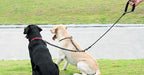 iYoShop Dual Dog Leash - 360° Swivel, No Tangle Walking Leash with Shock Absorbing Bungee for Two Dogs (Medium, 8-35 lbs, Black)