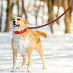 Mile High Life Dog Leash with Genuine Leather Connection, 6 FT/5 FT/4 FT | Rope Leash, Heavy Duty 360° Swivel Metal Clasp, for Small Medium & Large Dogs (Red, 72 Inch)