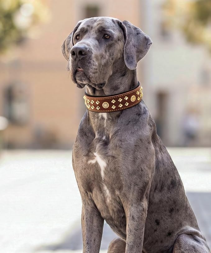 Genuine Leather Dog Collar 2.2 in Wide for Large Dogs Heavy Duty, BN-GD-S | Handcrafted,Stainless Steel Buckle and Alloy Studded,Soft Padded,Fashionable Daily Wear for Large Giant Breed,16.5-20.5 in