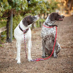 Cesar Millan Slip Lead Leash | Dog Leash | in Training Leash | (Regular, Red/Olive)