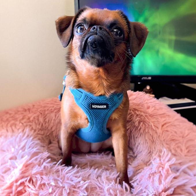 Voyager Step-in Flex Adjustable Dog Harness - Turquoise, X-Small | 13 - 16" in Chest, Fully Adjustable, Reflective Bands, All Weather Breathable Air Mesh, Lightweight, Fast Drying