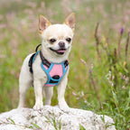 rabbitgoo Dog Harness, No Pull for Small Dogs with 2 Leash Clips, Pet Vest | No Choke with Handle, Adjustable Soft Padded, Reflective, Easy Control for Walking, Pink & Blue, X-Small