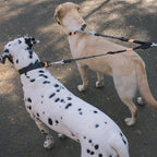 HOWGO Double Dog Leash,Tangle-Free 360 Swivel(Orange, Pro M-L Splitter) | Individually Adjustable Length, Coupler Leads 2 Dogs,Aviation Aluminum Hooks,Durable Nylon,No-Tangle Walking,All Breeds
