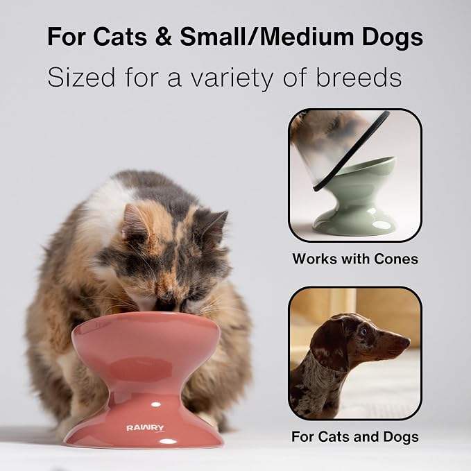 Raised Cat Food Bowl, Tilted Bowl for Cats, Dogs, 12 oz, Seafoam