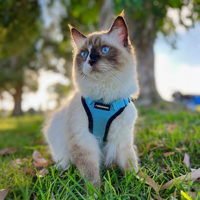 rabbitgoo Cat Harness and Leash Set, Escape Proof Vest, Light Blue | Soft Breathable Mesh, Easy Adjustable Fit, Snap Buckles, Sturdy Clip, Reflective Strips, for Small & Average Cats Walks, Xs