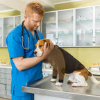 Lelepet Dog Recovery Sleeve for Wounds Front Legs, Stop Licking Dog Shirt | Elbow Protector for Leg Injuries Shoulder Wounds After Surgery Male Female,Zippered Long-Sleeved Shirt Cone Alternative S-3XL