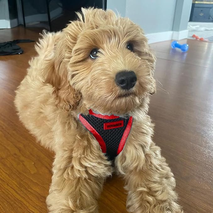 Best Pet Supplies Voyager Step-in Air All Weather Mesh Harness and Reflective Dog 5ft Leash Combo with Neoprene Handle, for Small, Medium and Large Breed Puppies - Red Trim, X-Small