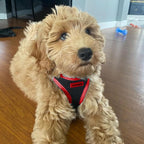 Best Pet Supplies Voyager Step-in Air All Weather Mesh Harness and Reflective Dog 5ft Leash Combo with Neoprene Handle, for Small, Medium and Large Breed Puppies - Red Trim, X-Small