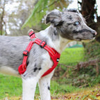 Voyager Step-in Flex Adjustable Dog Harness - Red, X-Large | 23 - 28" in Chest, Fully Adjustable, Reflective Bands, All Weather Breathable Air Mesh, Lightweight, Fast Drying