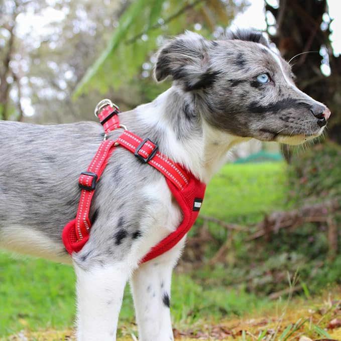 Voyager Step-in Flex Adjustable Dog Harness - Red, X-Large | 23 - 28" in Chest, Fully Adjustable, Reflective Bands, All Weather Breathable Air Mesh, Lightweight, Fast Drying