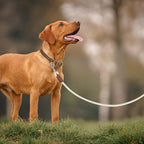 Mile High Life Dog Leash with Genuine Leather Handle, 6 FT/5 FT/4 FT | Leather Grip Rope Leash, Heavy Duty 360° Swivel Metal Clasp, for Small Medium & Large Dogs