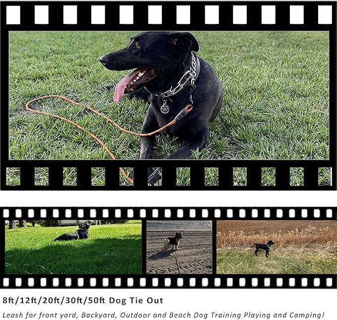 BTINESFUL Dog Tie Out Long Tether Rope Dog Lead for Yard 8/12/20/30/50/75ft | Large Medium Dogs Outdoor Training, Playing, Camping, or Backyard (12 Foot, Blue Black)