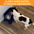 Neater Pet Brands Stainless Steel Slow Feed Dog Bowl for Fast Eating Small Breeds, Metal Slow Feeder Dog Bowl Fits in Cat & Small Neater Feeders, for Puppy or Dogs (< 15 lbs), 3/4 Cup Food Capacity