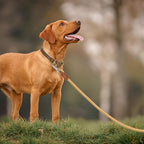 Mile High Life Dog Leash with Genuine Leather Handle, 6 FT/5 FT/4 FT | Leather Grip Rope Leash, Heavy Duty 360° Swivel Metal Clasp, for Small Medium & Large Dogs