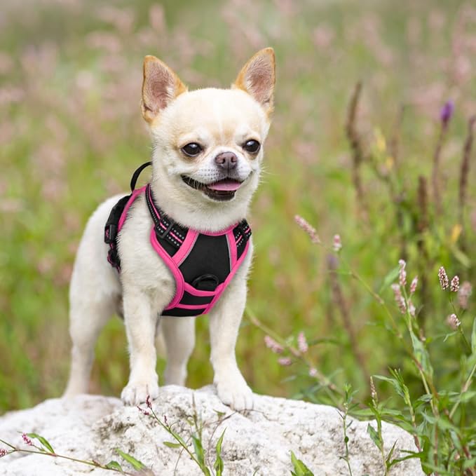 rabbitgoo Dog Harness, No Pull for Small Dogs with 2 Leash Clips, Pet Vest | No Choke with Handle, Adjustable Soft Padded, Reflective, Easy Control for Walking, Black & Hot Pink, X-Small