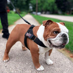 BULLHUG Adjustable Dog Harness– No Pull, No Choke – for English Bulldogs, French Bulldogs, Pugs & Broad-Chested Breeds – Easy, Safe Walks (Black, Medium)