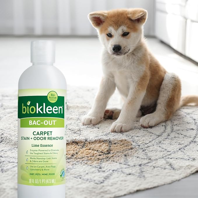 Biokleen Bac-Out Carpet Stain Remover Enzymatic, Destroys Stains & Odors Safely, for Pet Urine, Laundry, Diapers, Wine, Carpets, More, Eco-Friendly, Plant-Based