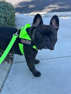 BULLHUG Adjustable Dog Harness– No Pull, No Choke – for English Bulldogs, French Bulldogs, Pugs & Broad-Chested Breeds – Easy, Safe Walks (NEON Green, Large)
