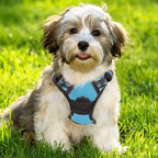rabbitgoo Dog Harness, No Pull for Small Dogs with 2 Leash Clips, Pet Vest | No Choke with Handle, Adjustable Soft Padded, Reflective, Easy Control for Walking, Blue, Small