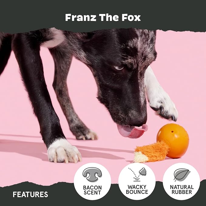 BarkBox Franz The Fox Dog Toy | Natural Rubber, Bacon Scented, Thrashy Tail & Wacky Bounce | Dog Toy for Aggressive Chewers