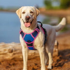 rabbitgoo Dog Harness, No Pull for Large Dogs with 2 Leash Clips, Pet Vest | No Choke with Handle, Adjustable Soft Padded, Reflective, Easy Control for Walking, Blue & Hot Pink, Large