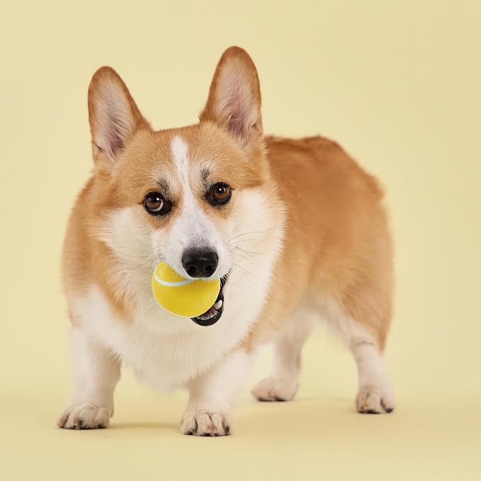 Playology Dog Toys | Squeaky Chew Ball for Dogs, Value 2-Pack | Chicken Scented Medium Dog Balls | Bouncy Floating Chew Toys for Fetch