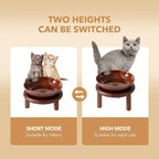 Havniva Elevated Cat Bowls, Ceramic Cat Bowl with Wood Stand, Wide Opening | 5.7” Raised Cat Food Bowls, Whisker Friendly Cat Dish, Anti-Slip Cat Water Bowls, Shallow Cat Bowls, Cat Food & Water Bowl