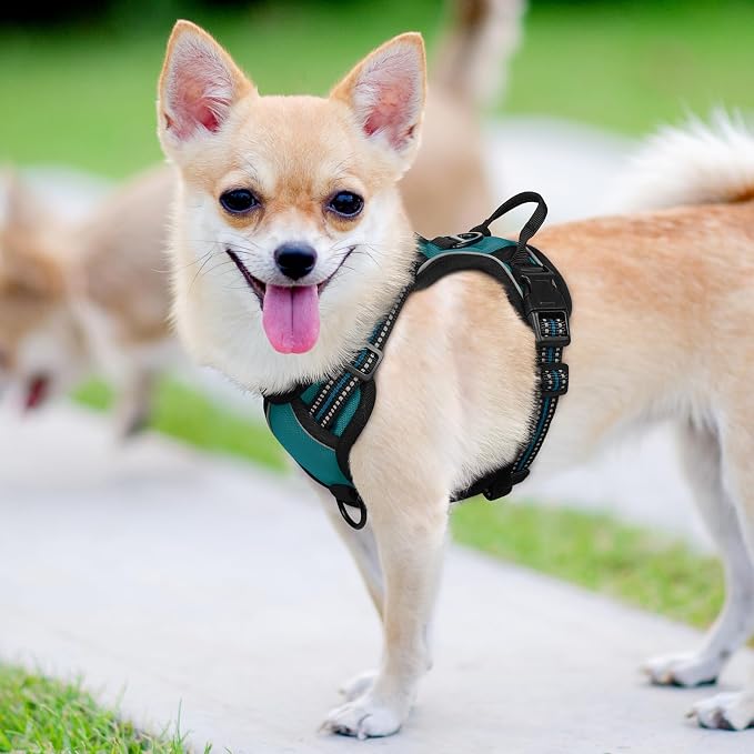 rabbitgoo Dog Harness, No Pull for Small Dogs with 2 Leash Clips, Pet Vest | No Choke, Adjustable, Breathable Padded, 2 Lead Rings, Reflective, Easy Control for Walking Training, XS, Blue Coral