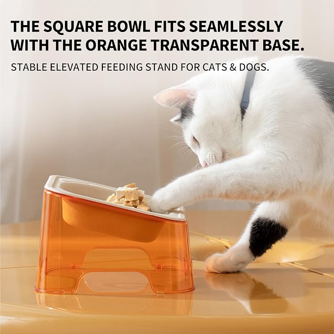 Cool Kids Elevated Cat Bowls – Raised Slanted Eco Fiber Disposable Set | Food-Grade Degradable Fiber, Cat Bowls for Small Dogs, Disposable No-Clean, Fits Camping & Travel, Multi-Pet & Stray Feeding