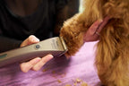 Wahl Professional Animal Bravura Lithium Ion Clipper, 41870-0425, Gunmetal | Professional-Grade Pet Clippers for Grooming, 5-in-1 Fine Adjustable Blade, Perfect for Cats and Small to Medium-Sized Dogs