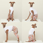 D Doggy Star Italian Greyhound Clothes Mombbe Onesie Outfit Whippet for Dog Coat (2XL,Mombbe Orange)