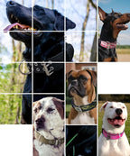 Dog Collar for Large Dogs, with Handle 2" Wide Heavy Duty, Blush-M | 1/3in Thick Military Nylon and Neoprene Padded plus Stainless Steel Pin Buckle,for Strong and Garint Breeds,Neck Protector