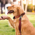 Hi Kiss Dog/Puppy Obedience Recall Training Agility Lead - 15ft 20ft 30ft 50ft 100ft Training Leash - Great for Training, Play, Camping, or Backyard(30ft,Black_red)