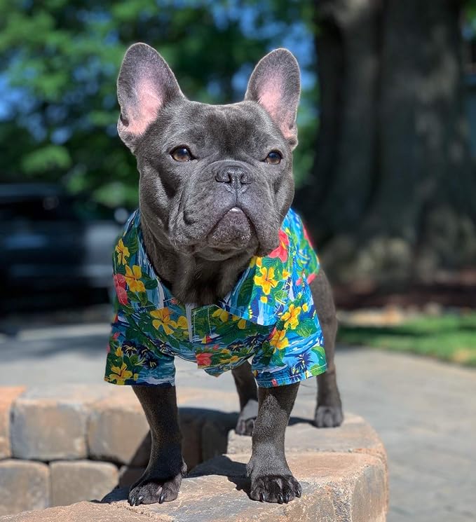 Parisian Pet Floral Dog Shirt - Cotton Clothes for Small Dogs - Stylish Dog Beach Outfit - Lightweight and Soft Puppy Clothes - Trendy Tshirts for Dogs - Comfortable Summer Vacation Pet Apparel