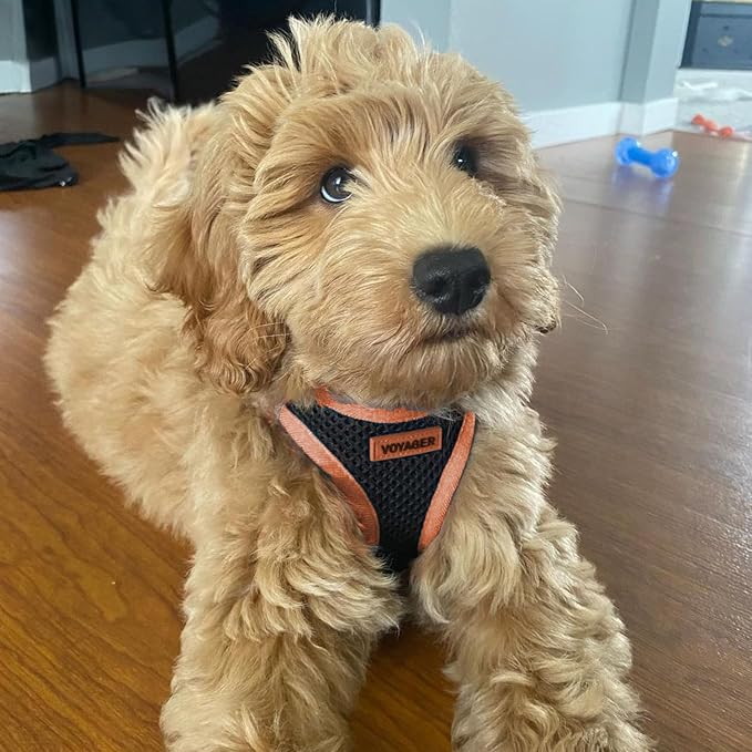 Best Pet Supplies Voyager Step-in Air All Weather Mesh Harness and Reflective Dog 5ft Leash Combo with Neoprene Handle, for Small, Medium and Large Breed Puppies - Black/Orange Trim, X-Large