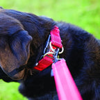 EzyDog Double Up Dog Collar, Strong Double D-Rings - Small, Pink | Dual D-Rings for Superior Strength, Safety, and Comfort, Soft Touch Nylon Webbing, Reflective Stitching, Id Attachement Point