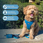 Best Pet Supplies Voyager Adjustable Step-in Flex Breathable Mesh Dog Harness for Small Medium Large Dogs Leash Set (Turquoise), XL