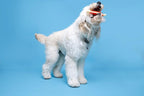 Hartz Chew 'N Clean Tuff Bone Bacon Scented Dental Dog Chew Toy - Extra Large